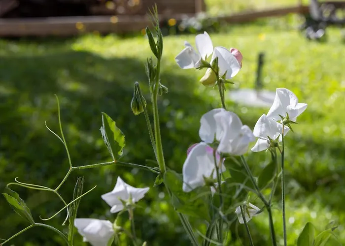 Guest house Landhaus Perktold 3*