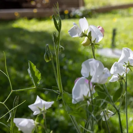 Guest house Landhaus Perktold 3*